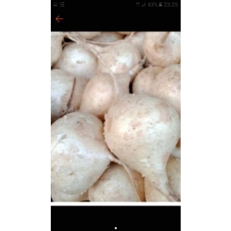 

Ubi bengkoang 1 kilo