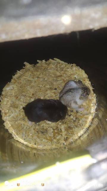 HAMSTER CAMPBLE INDUKAN BY HAMTACI HAMSTER FARM