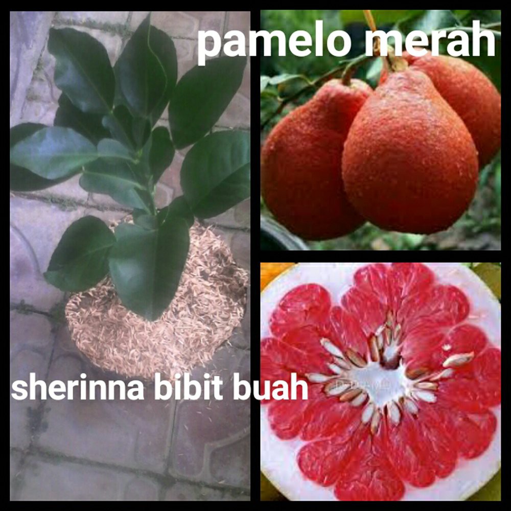 

pamelo merah