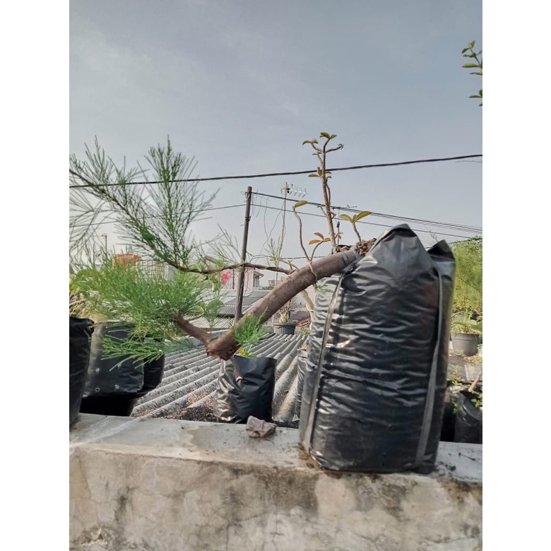 Tanaman Hias Cemara Udang Bahan Bonsai Murah Gaya Cascade