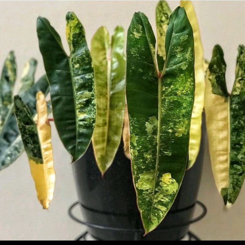 (COD) Bibit Bonggol Philodendron Kabel Busi Variegata Mewah