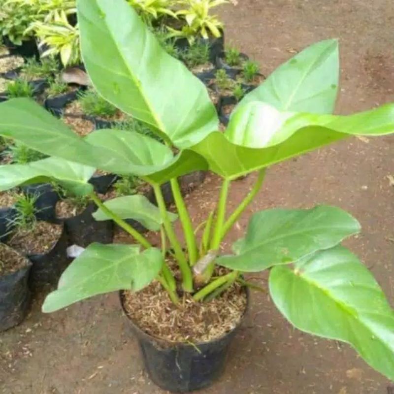 pilo Marbel tanaman hias pilohdendron marbel ready stok