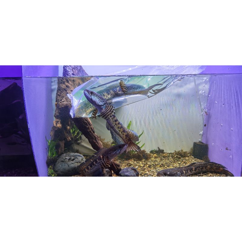 Auranti maculata gondrong size 29 30 cm