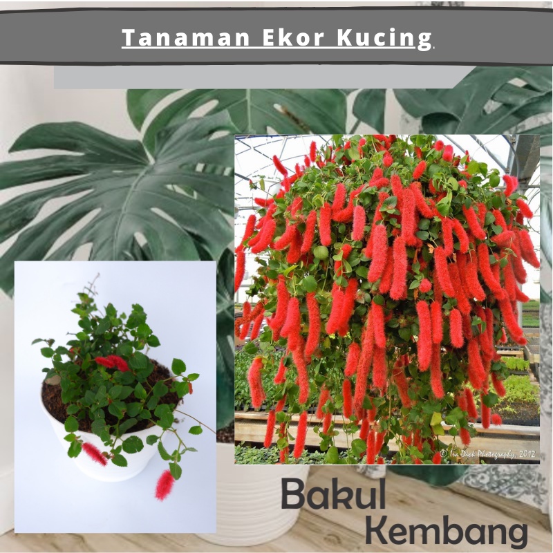 bibit bunga ekor kucing (Acalypha hispida) -Tanaman Hias Ekor Kucing Gantung Berbunga - BAKUL KEMBANG