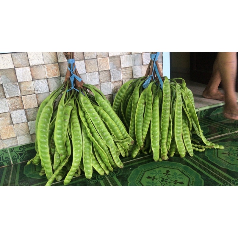 

petai segar