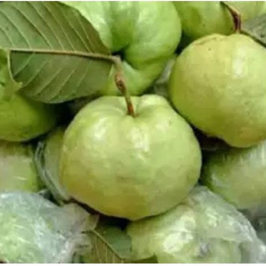 

Jambu Kristal Segar tanpa biji 1kg