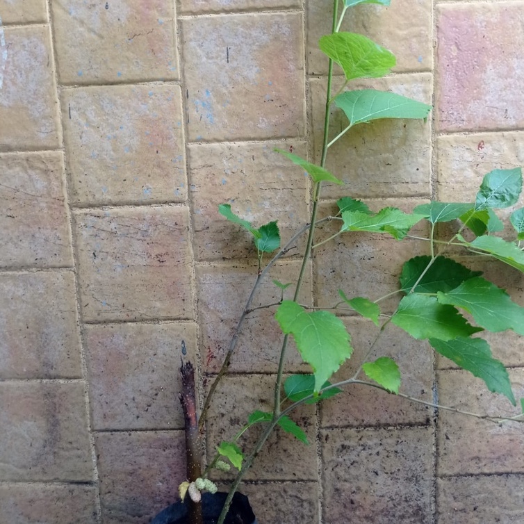 Tanaman Murbei/Besaran