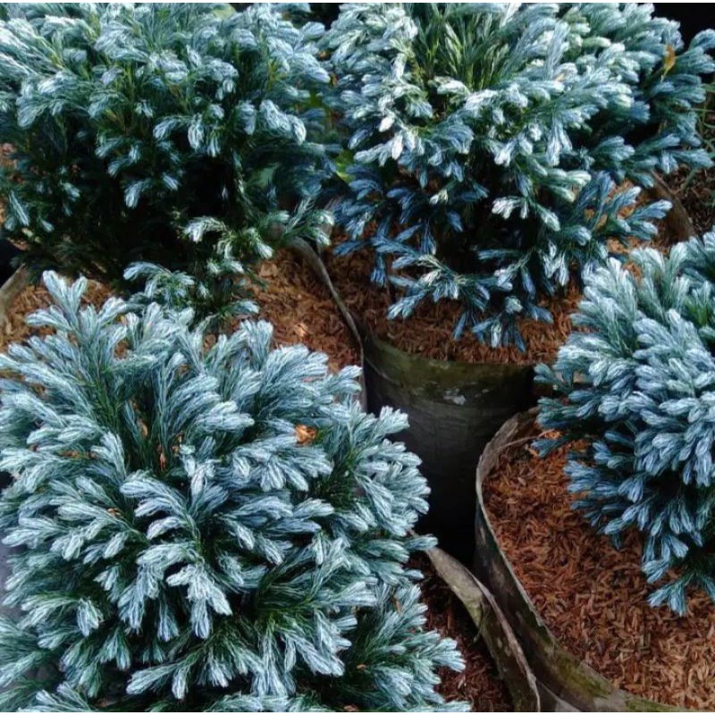 Tanaman Cemara Perak Biru (Juniperus Squamata) Blue Star- BAKUL KEMBANG