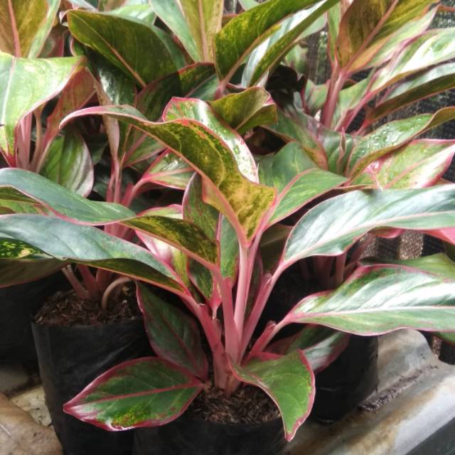 Tanaman hias aglonema lipstik - tanaman aglonema - tanaman hias