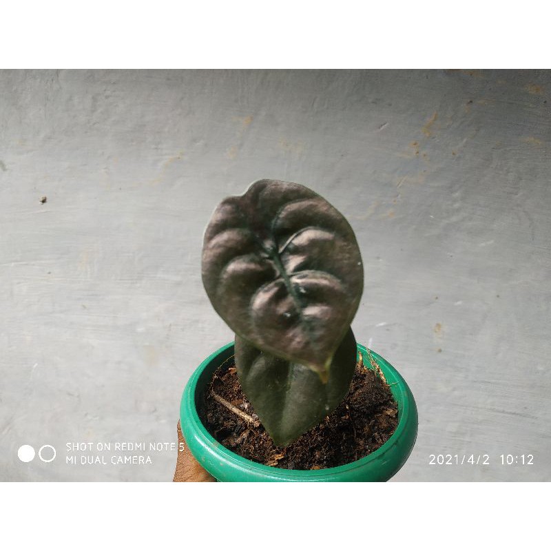 Alocasia Cuprea