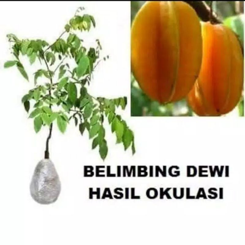 bibit belimbing dewi okulasi