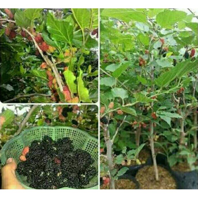 Bibit Buah Murbei Jumbo