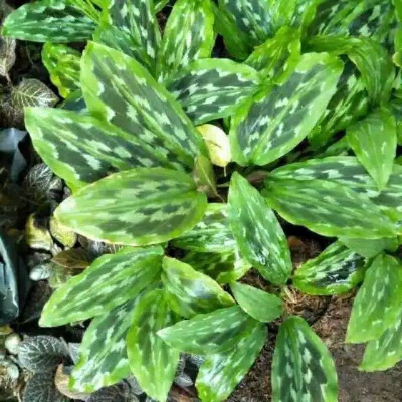 

PROMO!!!calathea merak -chalatea kencur