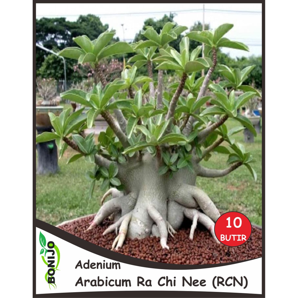 Biji Benih Adenium Arabicum RCN