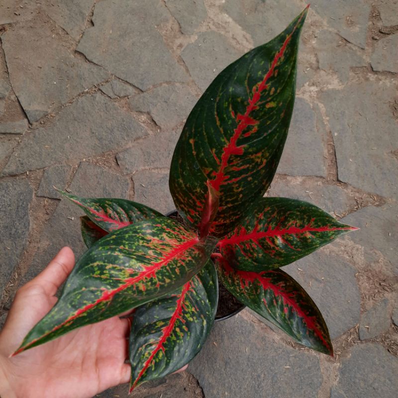 TANAMAN HIAS AGLONEMA HOT LADY MERAH