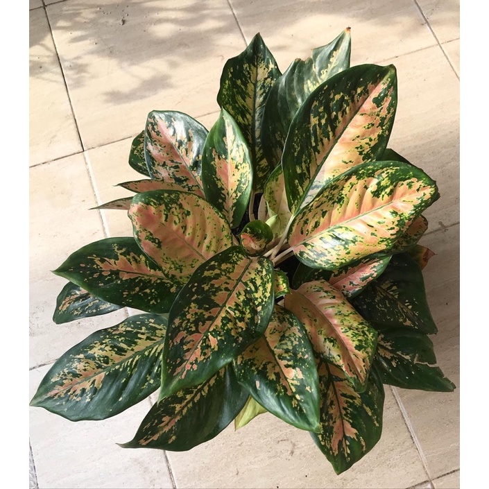 aglonema kochin kuning