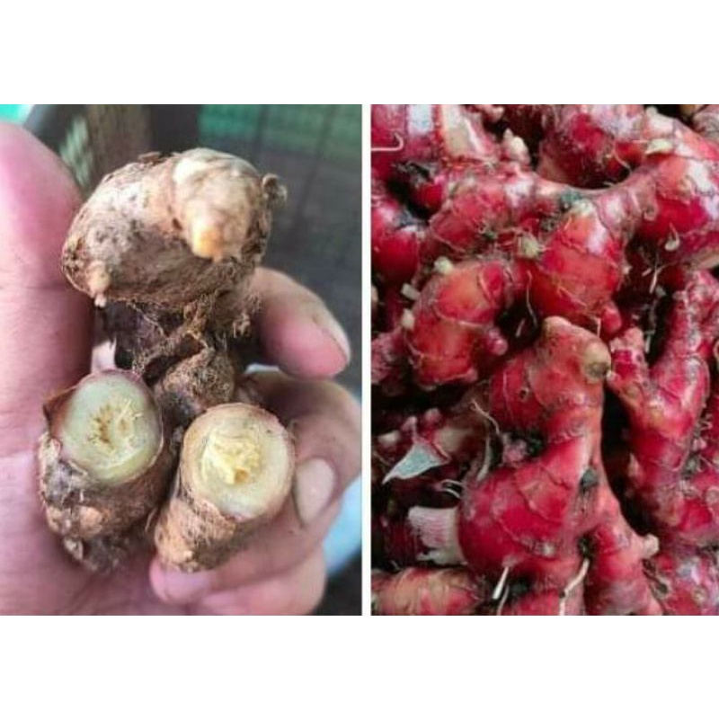 

JAHE MERAH SUPER SEGAR /Jahe Lokal 1KG