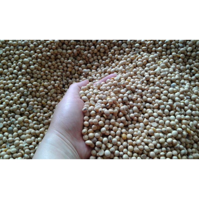 

Paket Kacang Kedelai Import Super 10 kg
