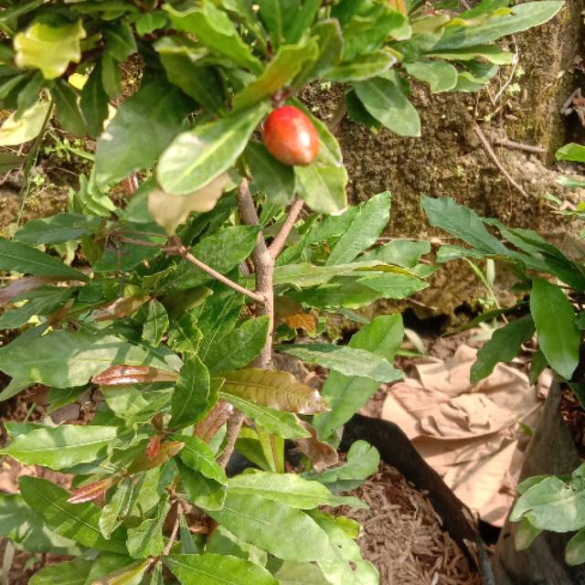 

Buah ajaib /disebut mirecel fruit