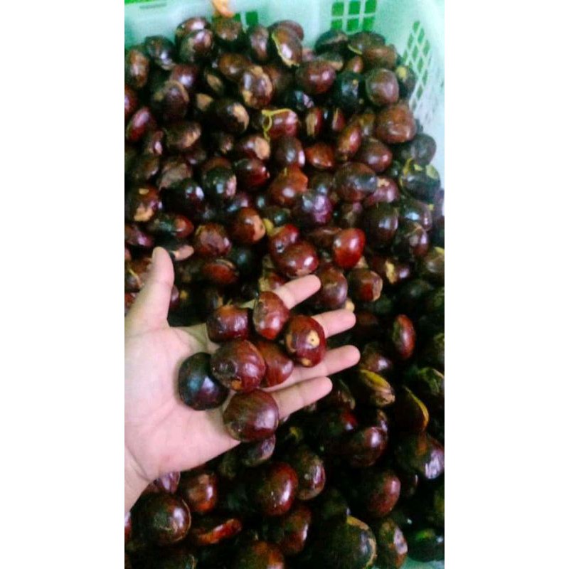 

jengkol Lampung tua super 1kg