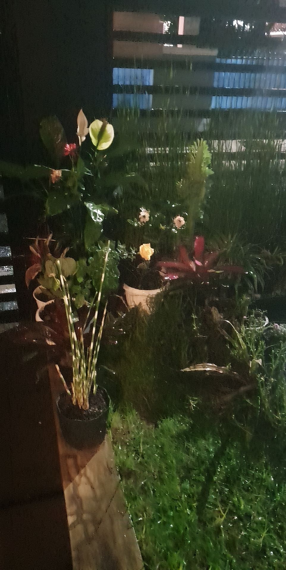 Tanaman Hias Bambu Air Variegata