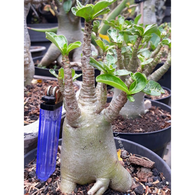Adenium godji x eb