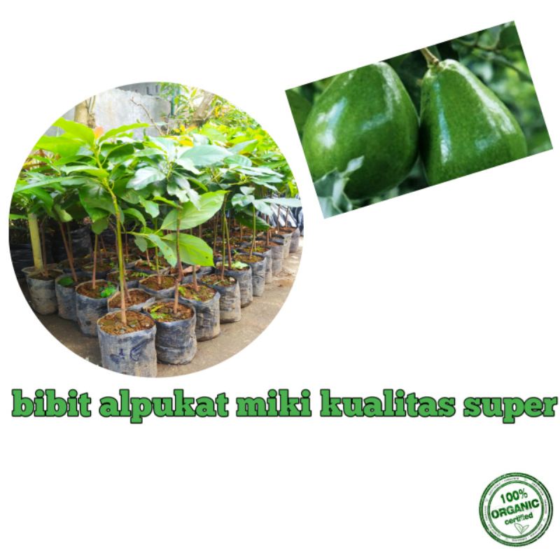 bibit alpukat miki super siap tanam