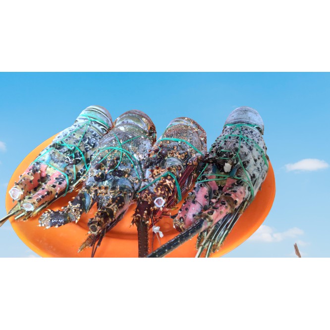 PROMO Lobster Laut Fresh Frozen Size 300-500 gr isi 2-3 ekor/KG TERJANGKAU