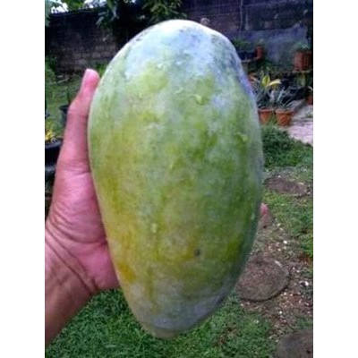 bibit mangga kiyojay