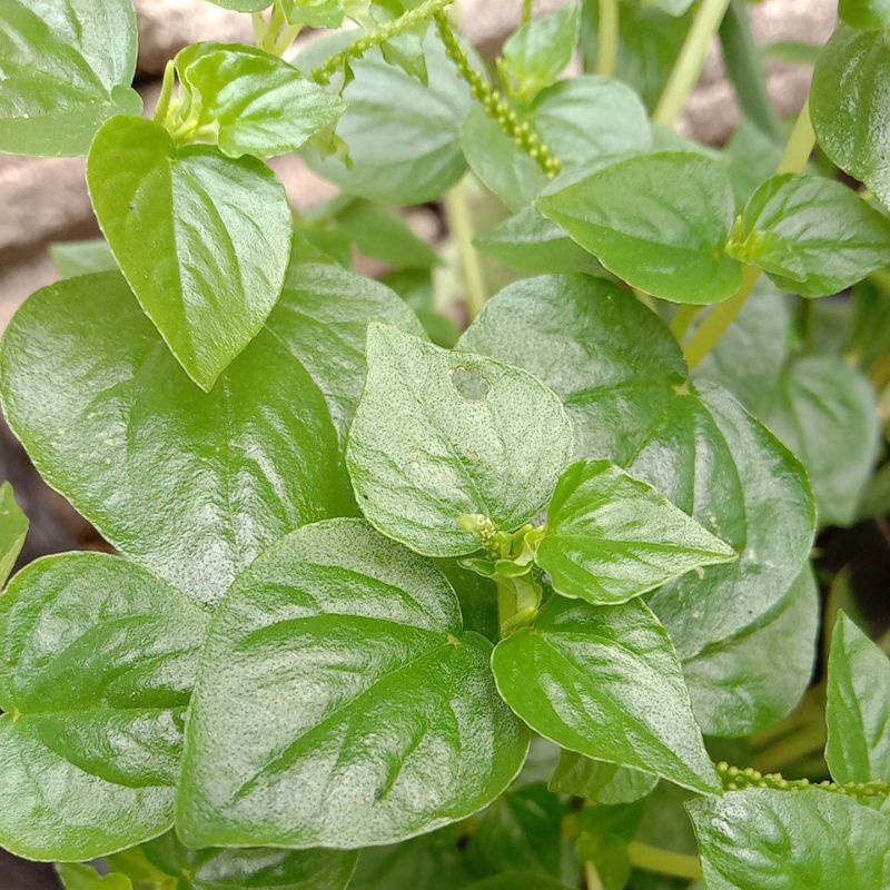 

Daun sirih cina/ suruhan segar herbal 250 gr