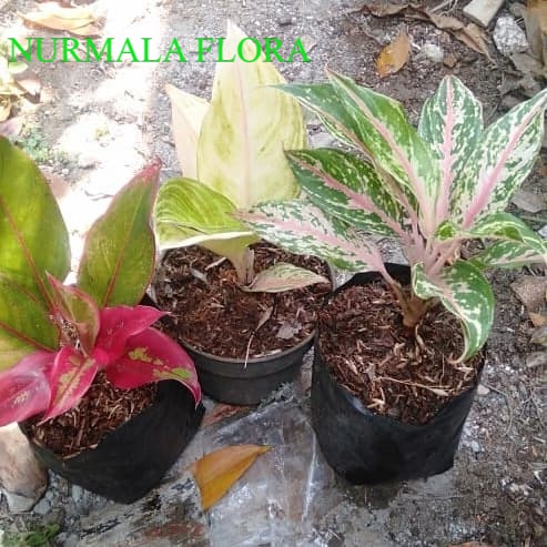 paket 3 jenis aglonema murah - butterfly - legacy putih - lipstick