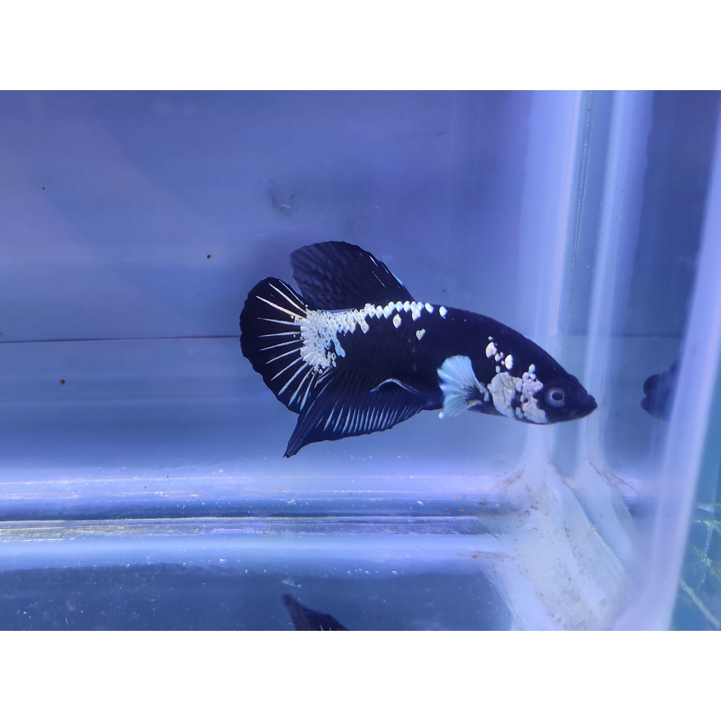 Ikan Cupang Plakat Black Mamba - FEMALE