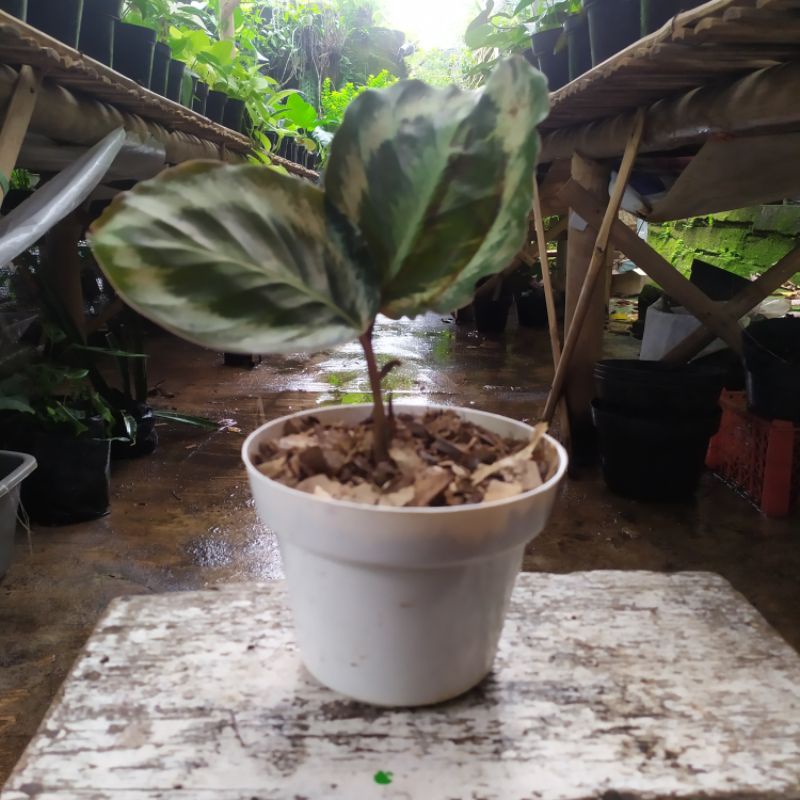 Calathea marion | kalatea marion