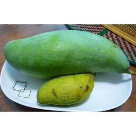 SL1M BIBIT TANAMAN BUAH MANGGA MAHATIR 60CM