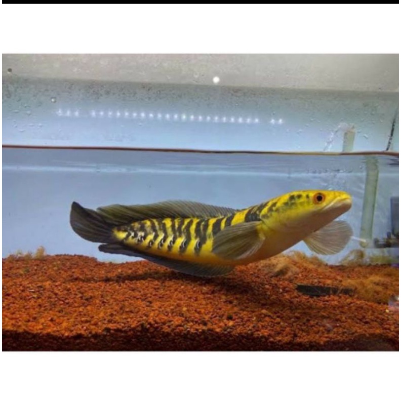 

ikan cahana maru Ys cm 35-30