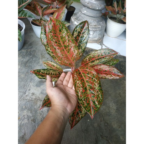 Indukan Coconut Delight Jumbo