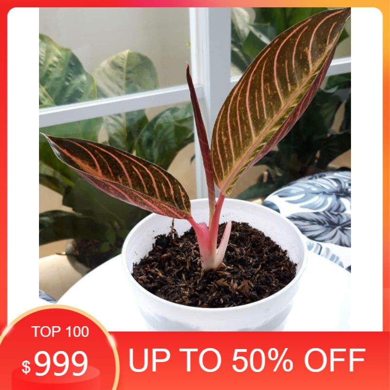 New,,, cuci gudang bongol aglonema red sumatra 100% Original