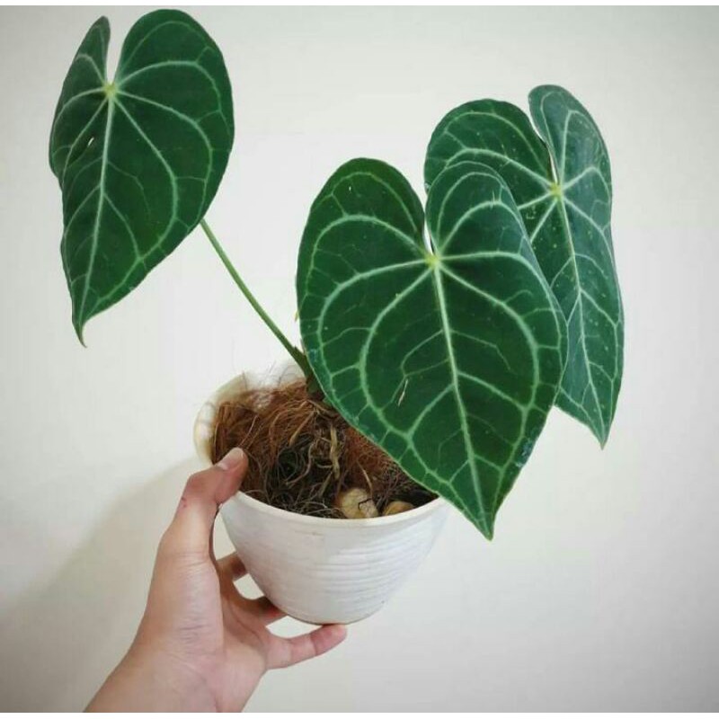 tanaman hias kuping gajah / tanaman kuping gajah/ tanaman kuping gajah biasa