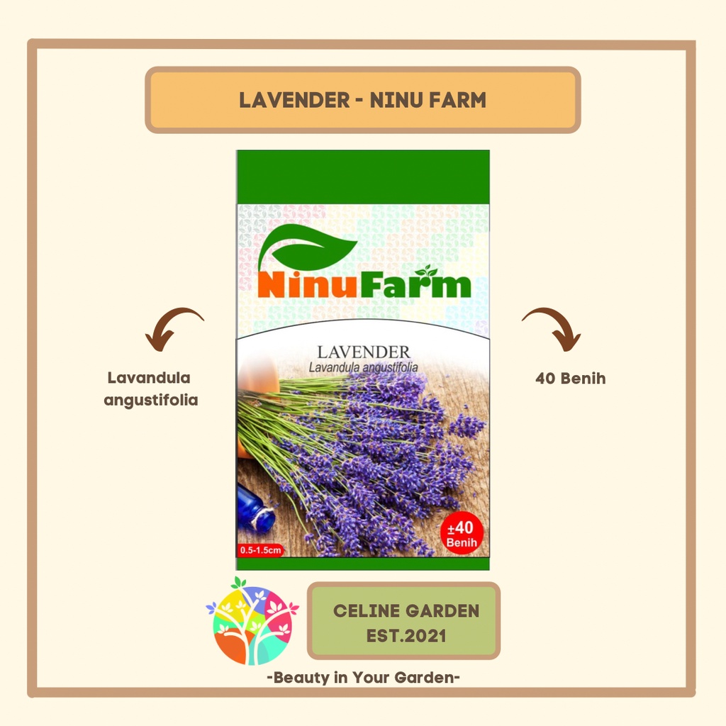 BIBIT BUNGA LAVENDER / LAVENDER / NINUFARM / KEMASAN ASLI PABRIK
