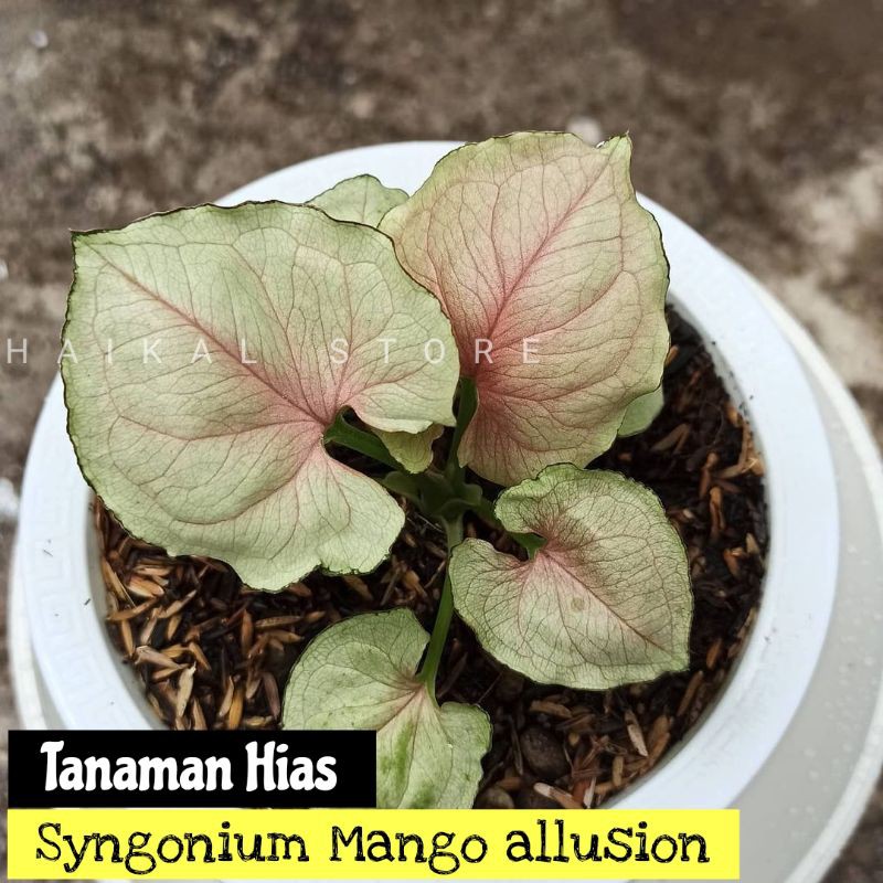 Tanaman Hias Syngonium Mango allusion - syngonium pink mango allusion