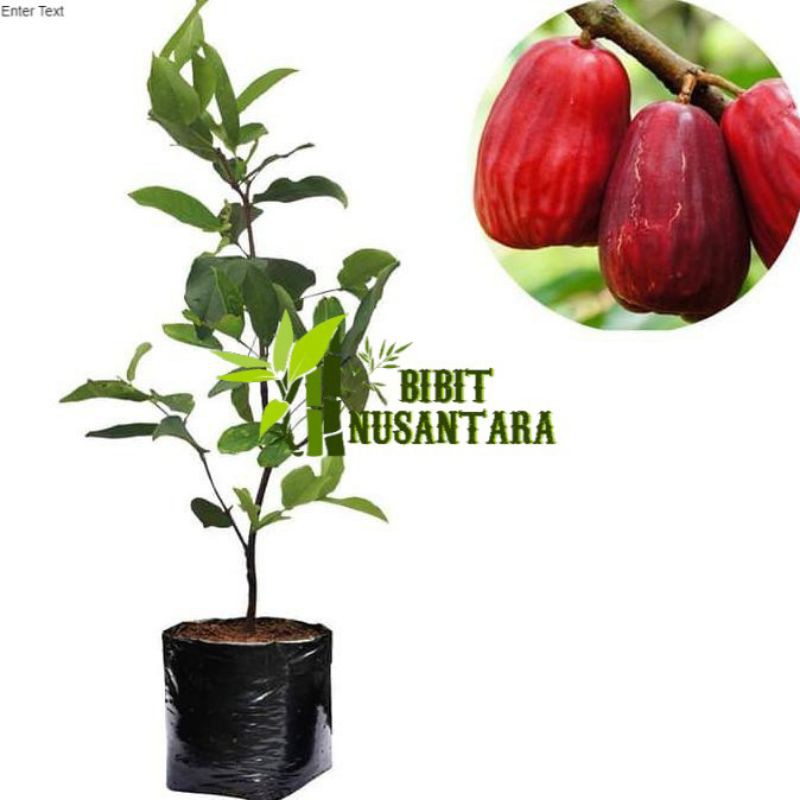 bibit jambu jamaika jambu bol super jumbo Berat 400 gram, 1kg muat 3 bibit
