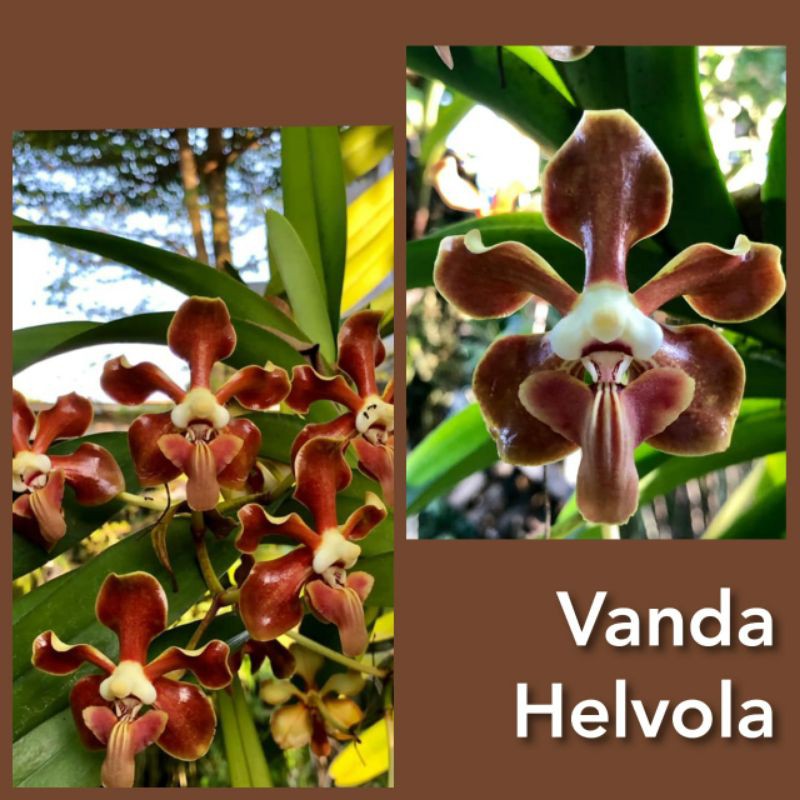 Bisa COD  Vanda Helvola