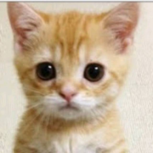 _gavy1ahavvo2ycze8xytedkir5h