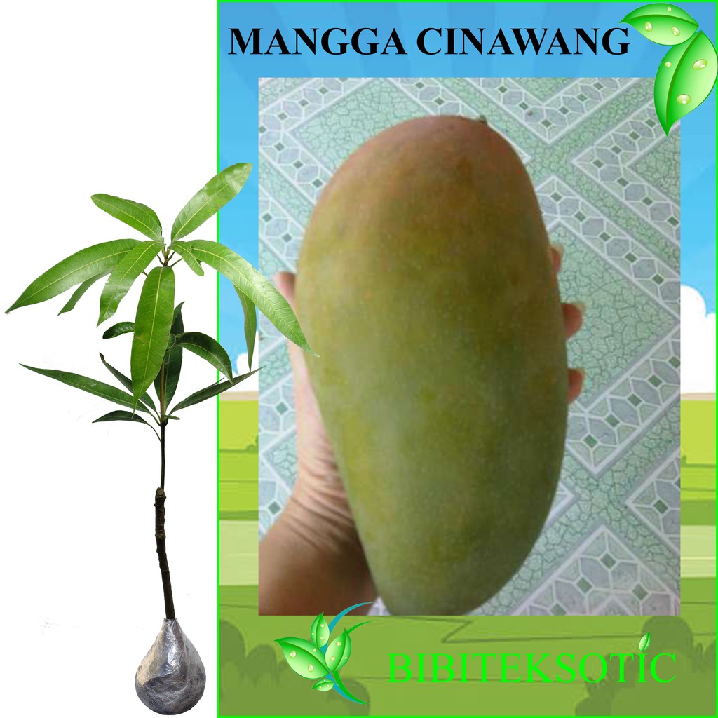 Tanaman Mangga Cinawang Tinggi 40 60 Cm Shopee Indonesia