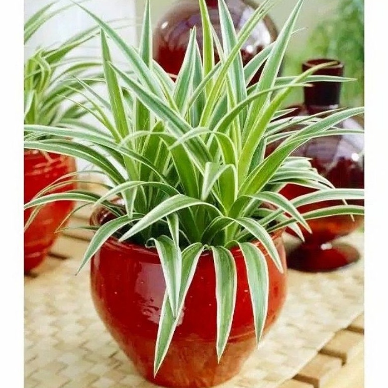 ( BISA COD ) BELI 5 FREE 1 Tanaman Rumput Liliparis Hijau / Tanaman Hidup Rumput Lili Paris Hijau / 