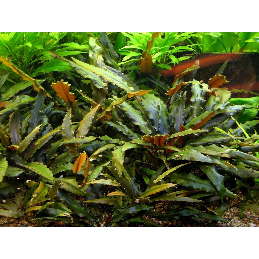 Cryptocoryne Wendtii Brown - Tanaman Aquascape Tanpa Co2 -  Tanaman Aquascape Pemula