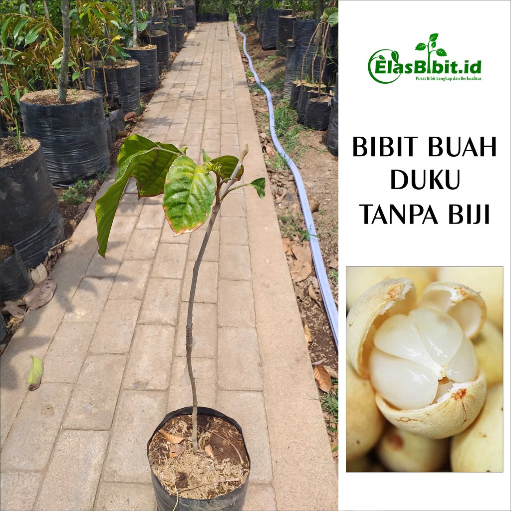 Bibit Buah Duku Tanpa Biji