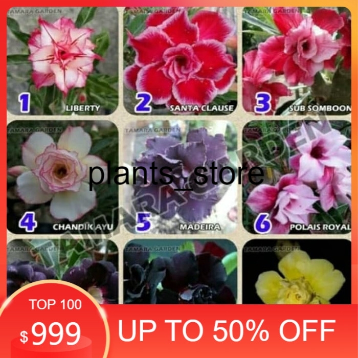 

promo Paket 9 bibit bunga adenium kamboja jepang-obesum tumpuk murah PLANTS_STORE