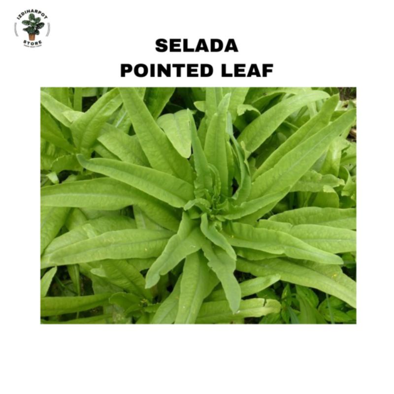 benih bibit SELADA WANGI SIOMAK known you seed - KYS POINTED LEAF