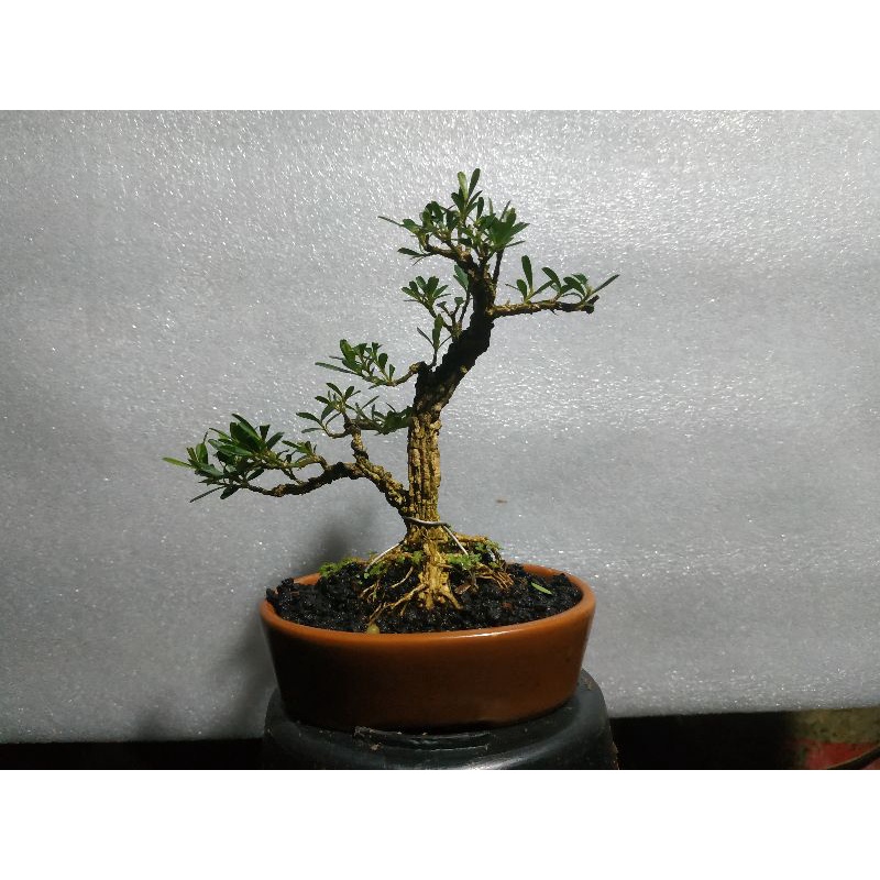 Bonsai Boxus buxus harlandii